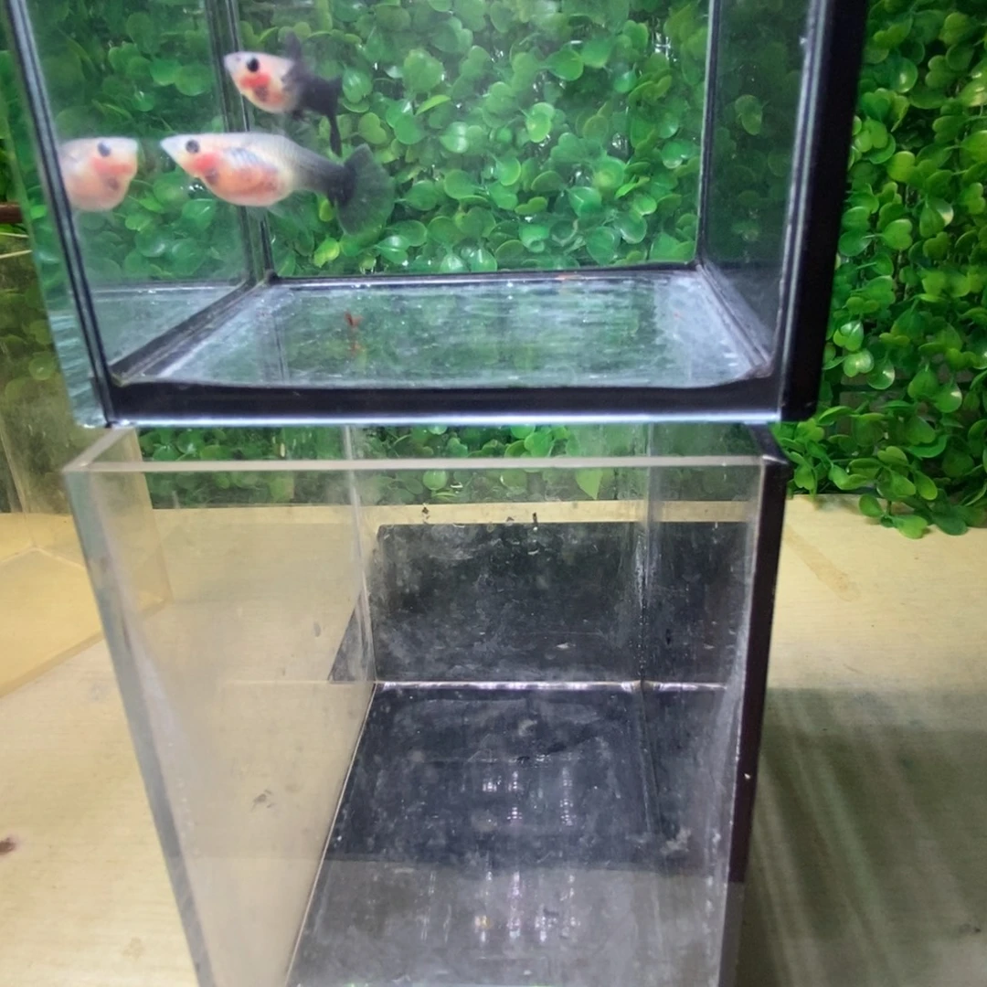 孔雀鱼蓝礼服玻璃猫韵母一对