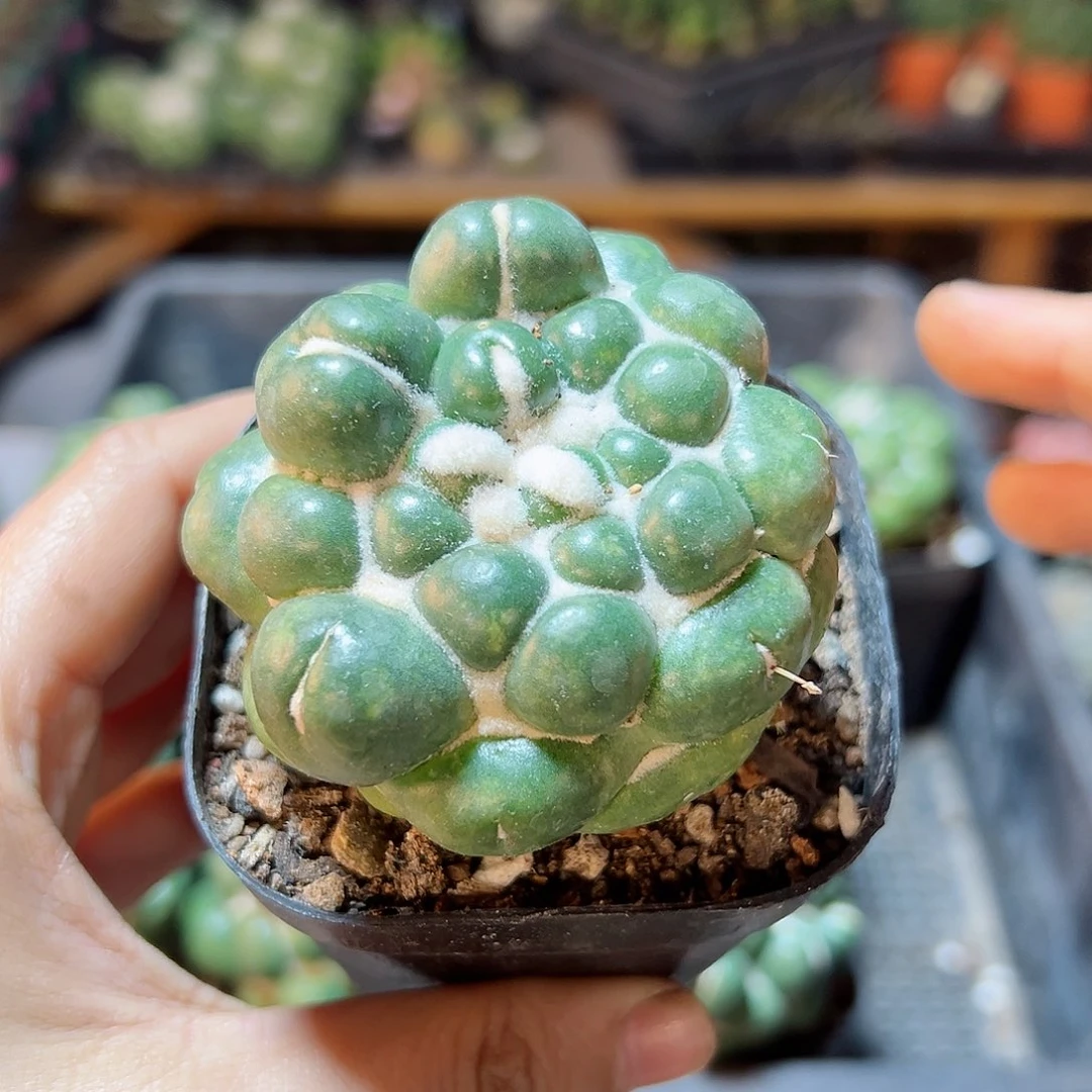 自根无刺象牙丸5.5公分老皮