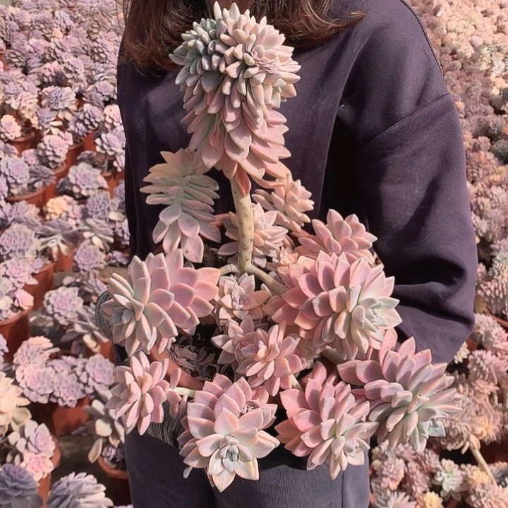 ～***～747 淡雪锦 一物一拍