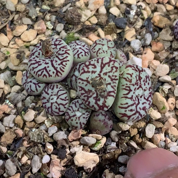 陈*翻精品多肉植物大战僵尸