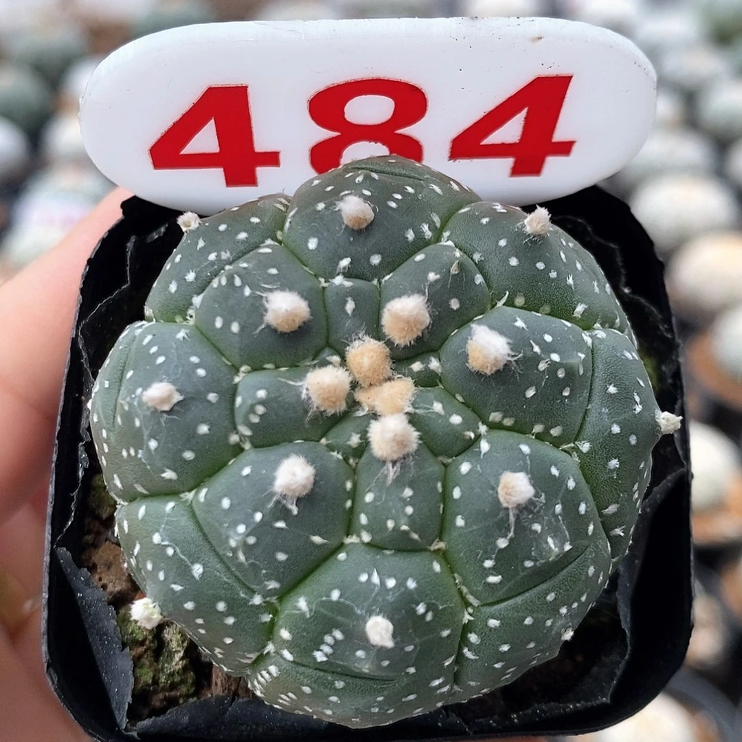 484龟甲兜系列福利