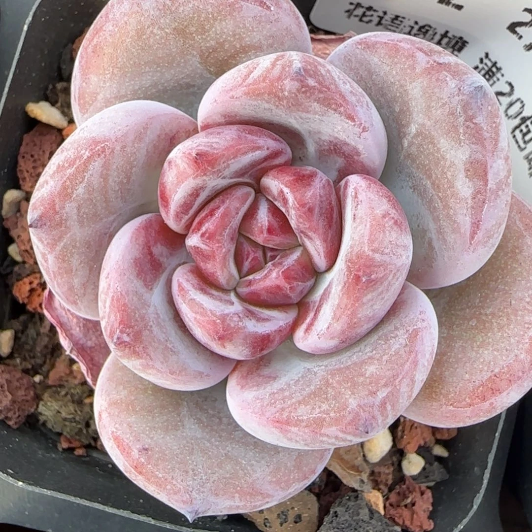 花语逸境0217-402