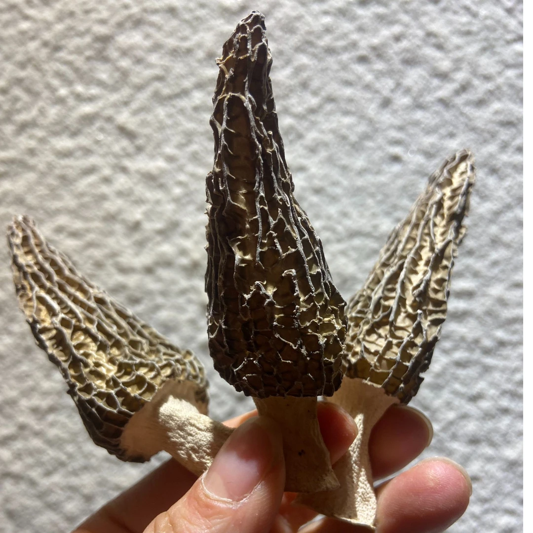 农家种植鲜羊肚菌