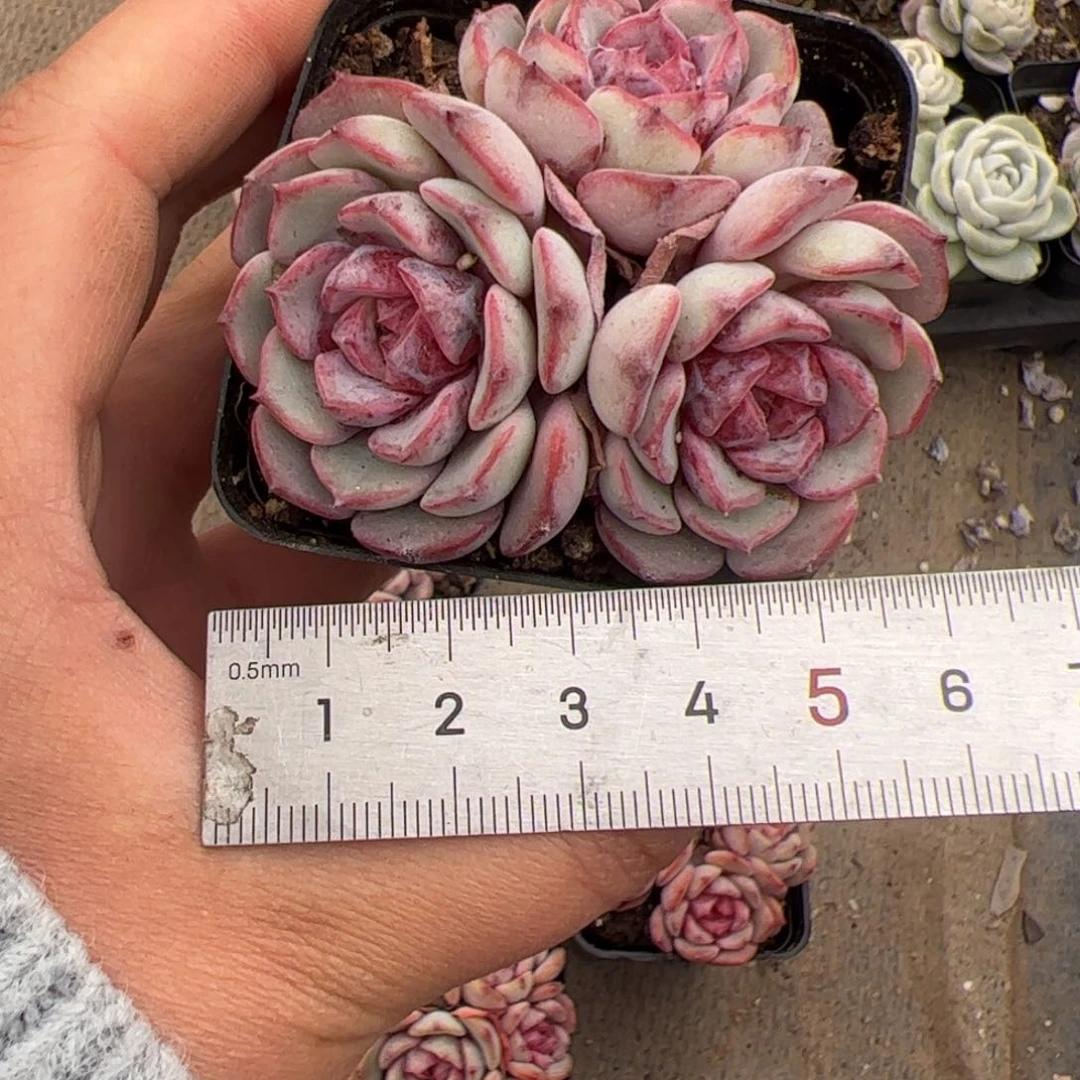 婷*707 多肉植物组合盆栽