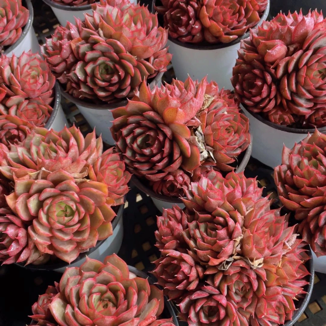 量拍17号 安娜玫瑰大群生一颗