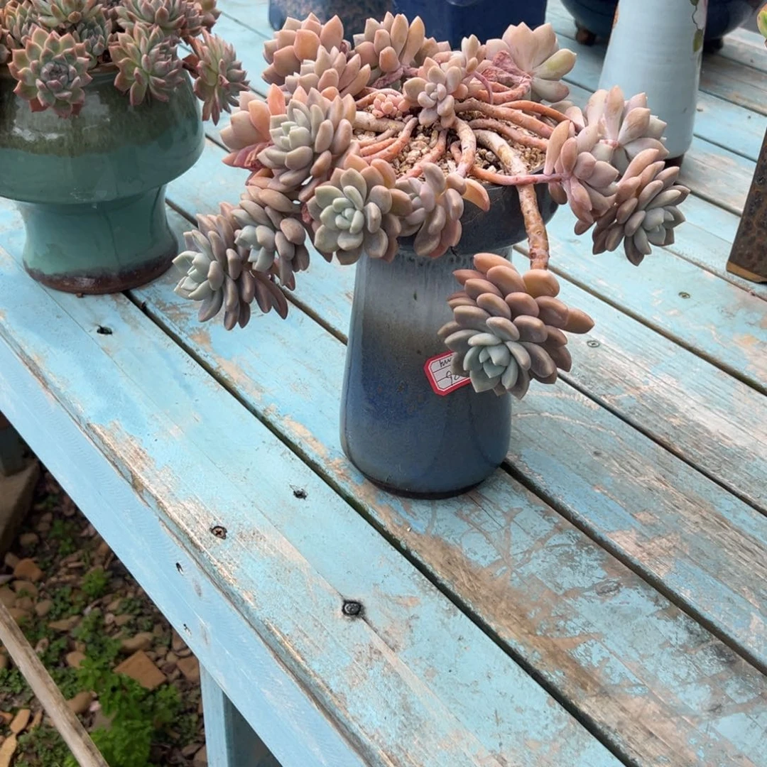 h***g克洛伊多肉植物带盆不包物流