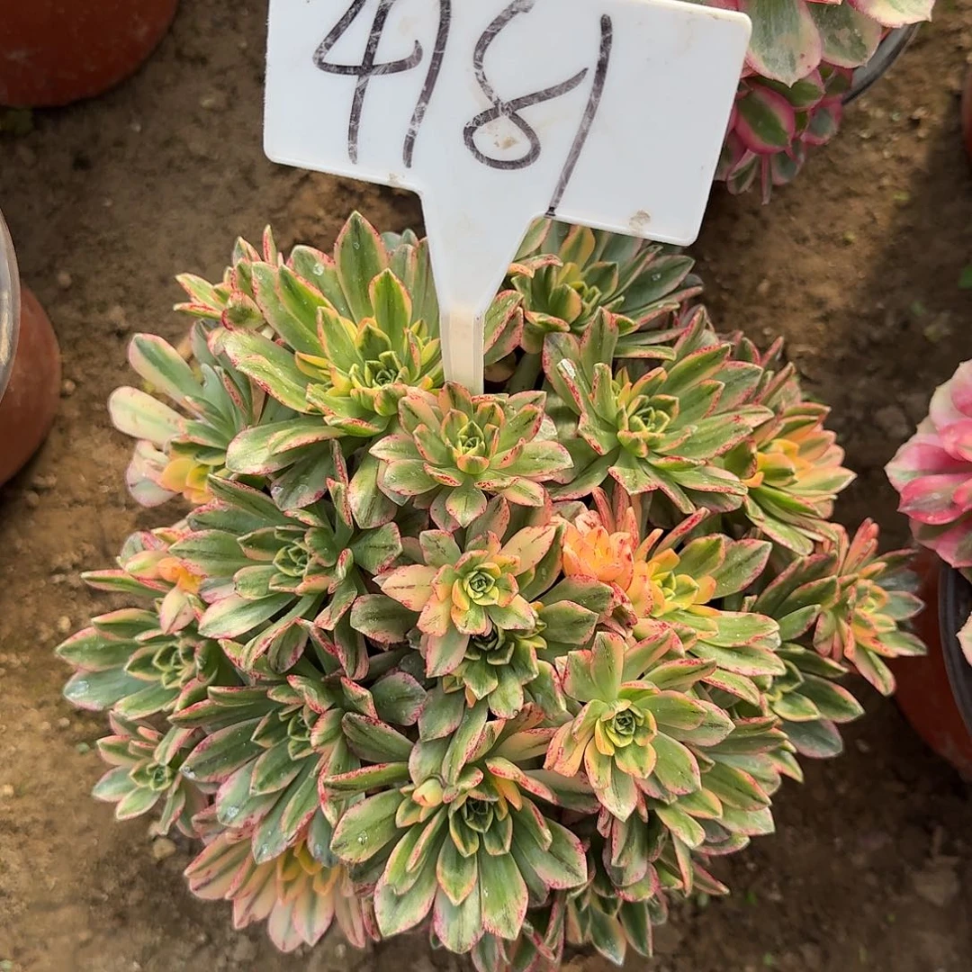 4181甜茶多肉法师多肉