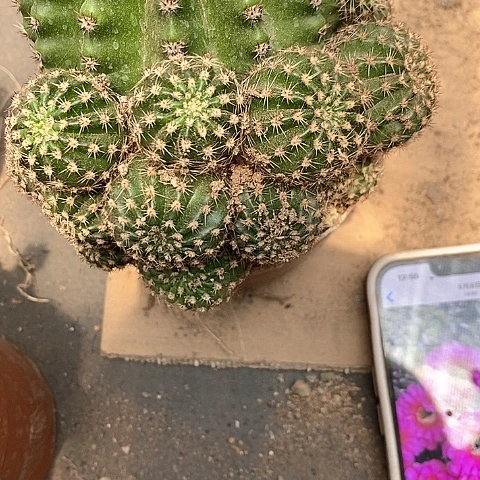 龙桃金仙人球367899