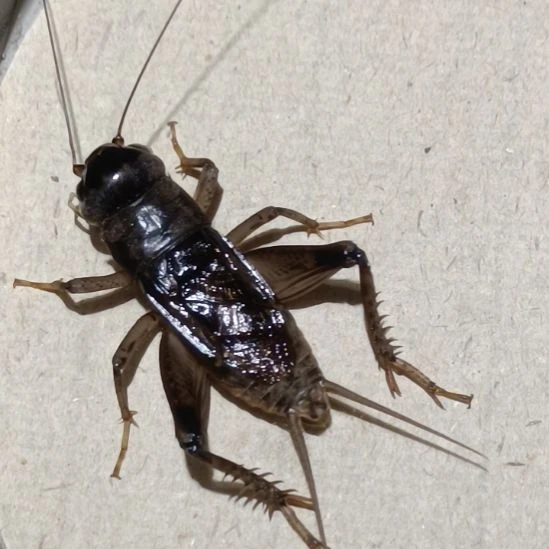 坤园份房蟋蟀蛐蛐