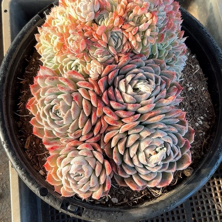 柔*多肉植物，月影缀