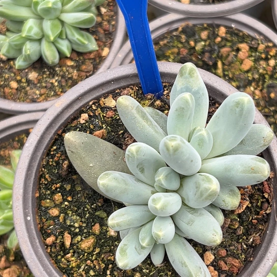 乌拉奶多肉植物141