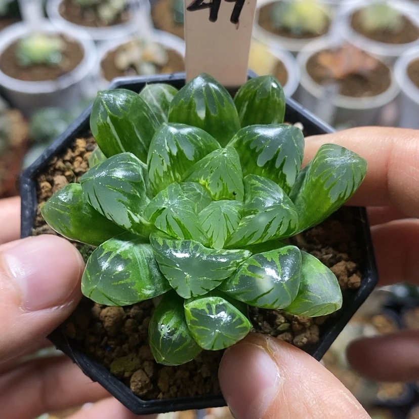 【闪购商品】214实生