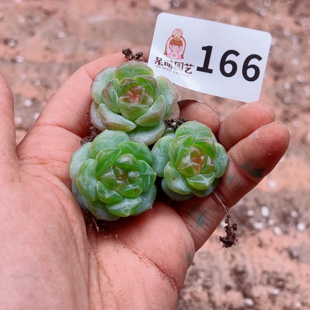红***衣多肉植物多肉植物
