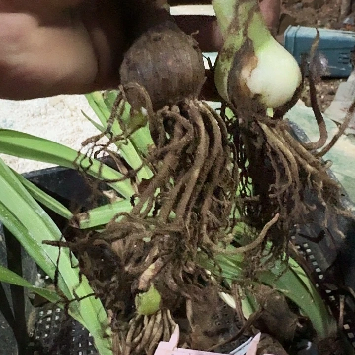 小茉莉朱顶红一棵3.5左右
