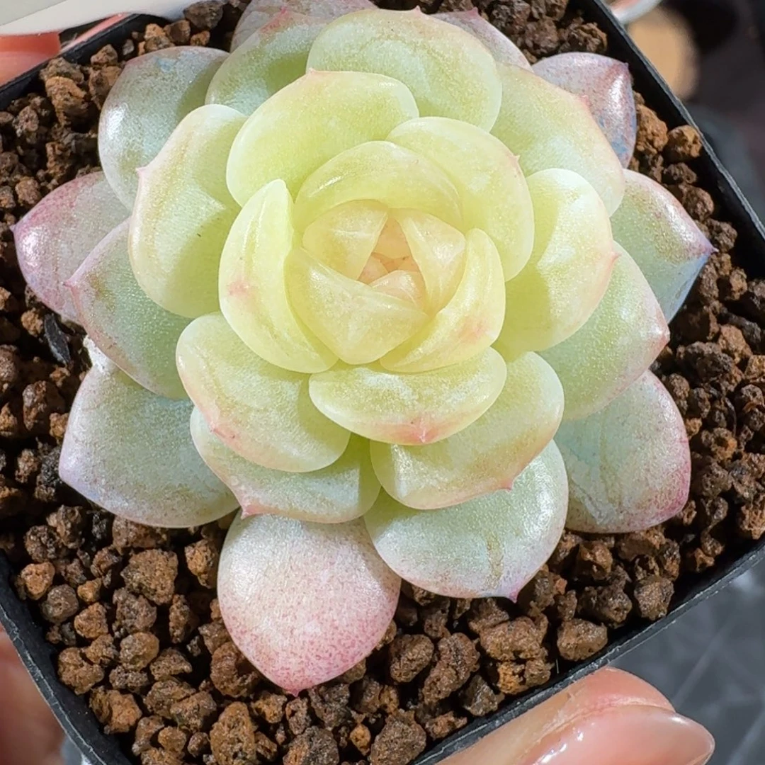 1125-2-白月光单头