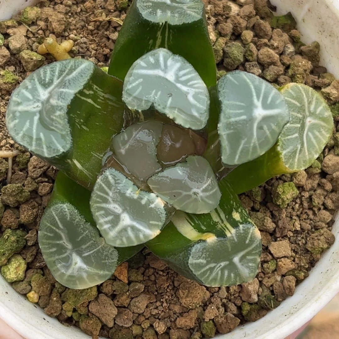 89玉龙万象锦福利专场