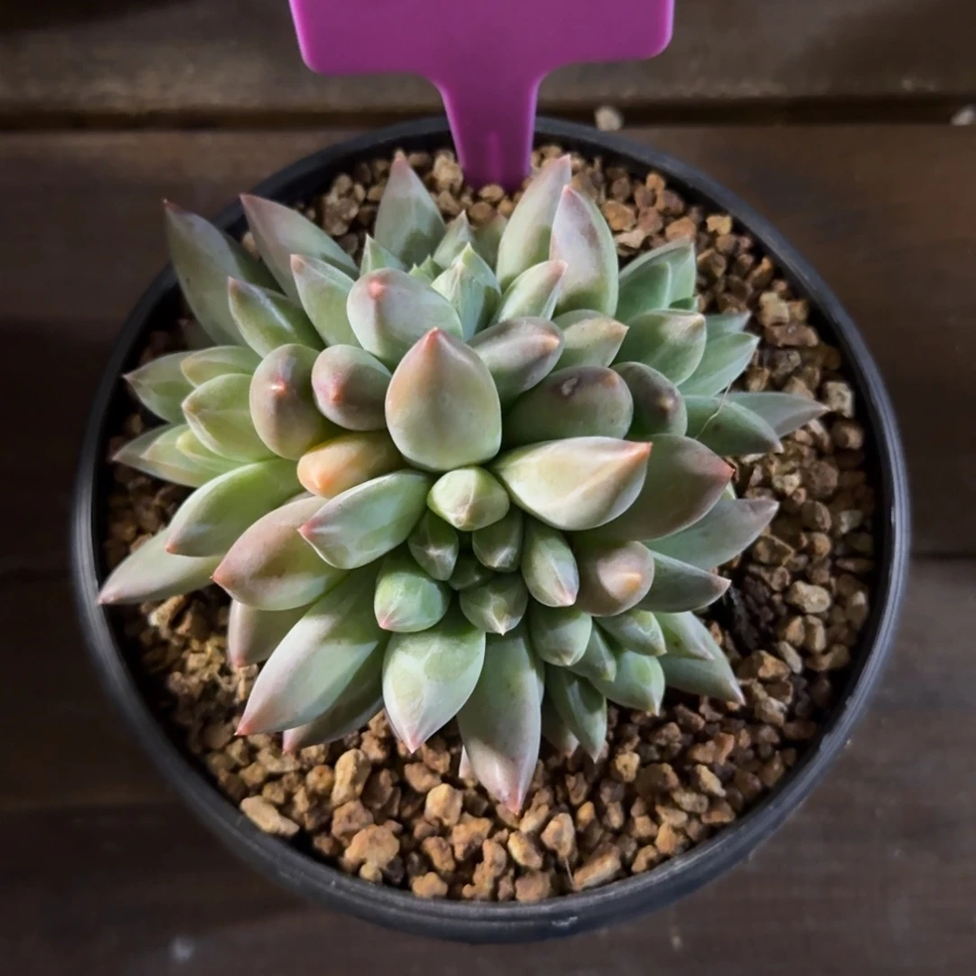 重楼11111111111111111111