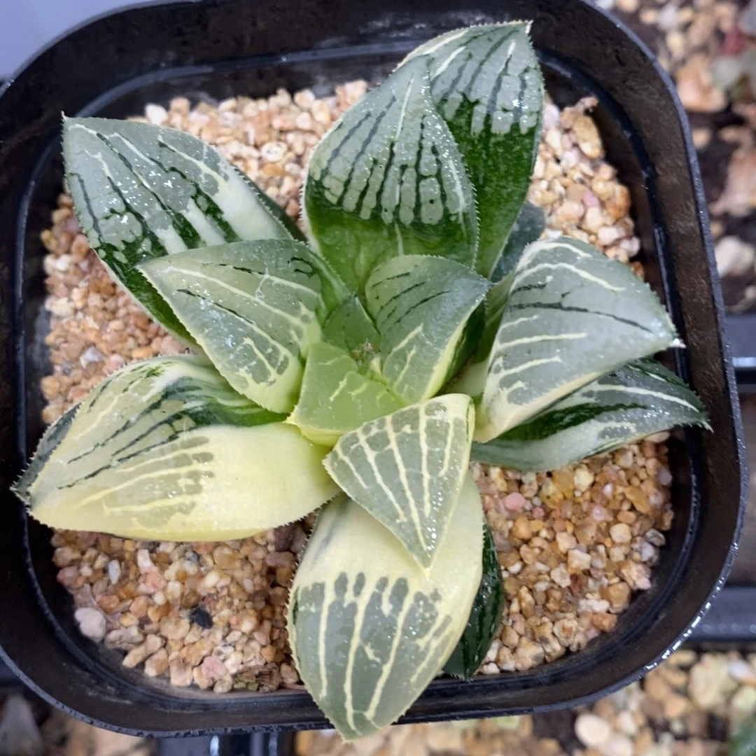 一颗实生磨面寿锦。