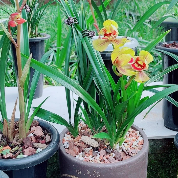 h***2完全开放一物漂亮开花