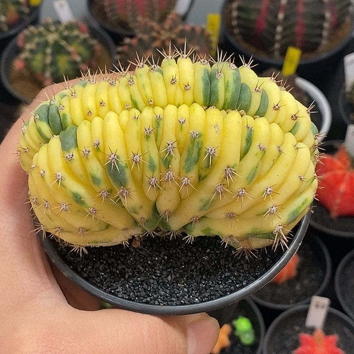 多闻柱缀化锦—带盆土发货6