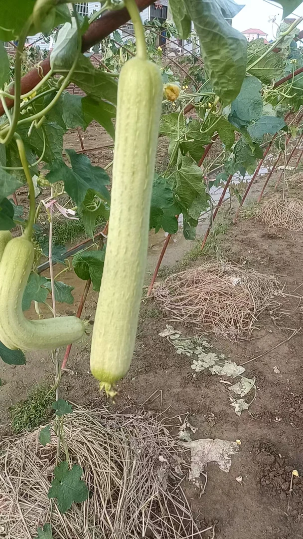 早熟高产奶油味皮薄肉嫩奶油丝瓜蔬菜种子