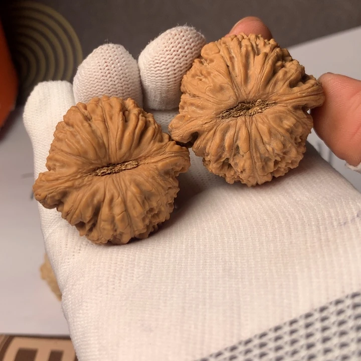 G***Z泥鳅7头及其它野生动植物保护