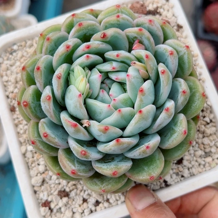 精品多肉植物老桩