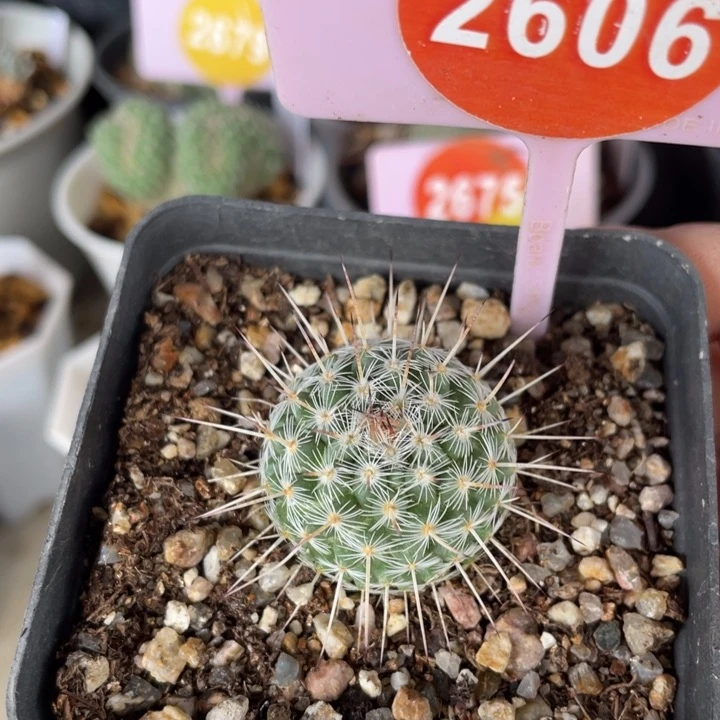 实生白王丸26062606