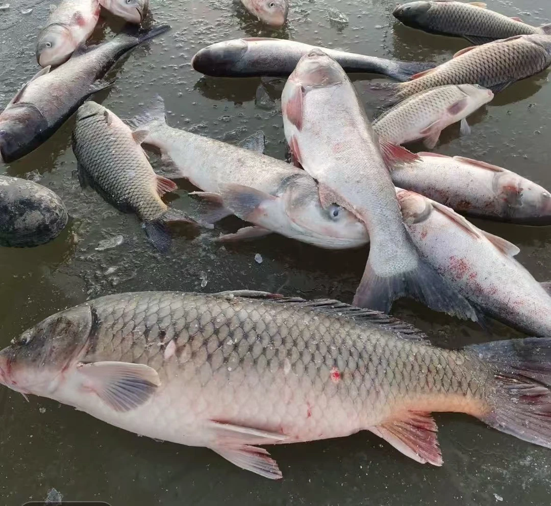 野生大鲤鱼，胖头鱼，江白鱼（保鲜不保活）