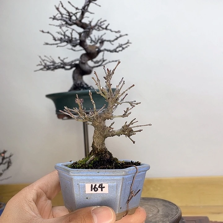 木本山红叶盆景盆栽