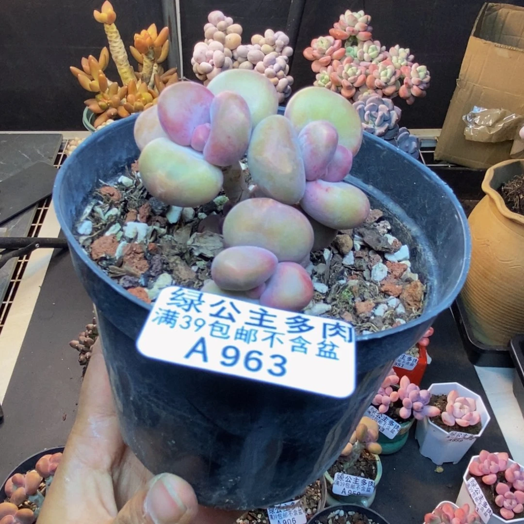 963芒果奶kk奶多肉6c m
