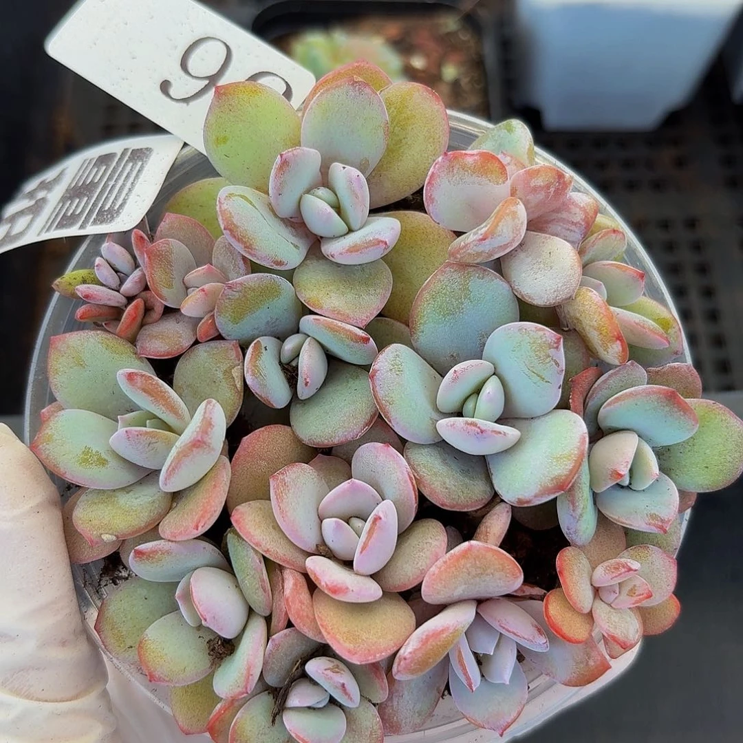 多肉植物多肉植物56量拍