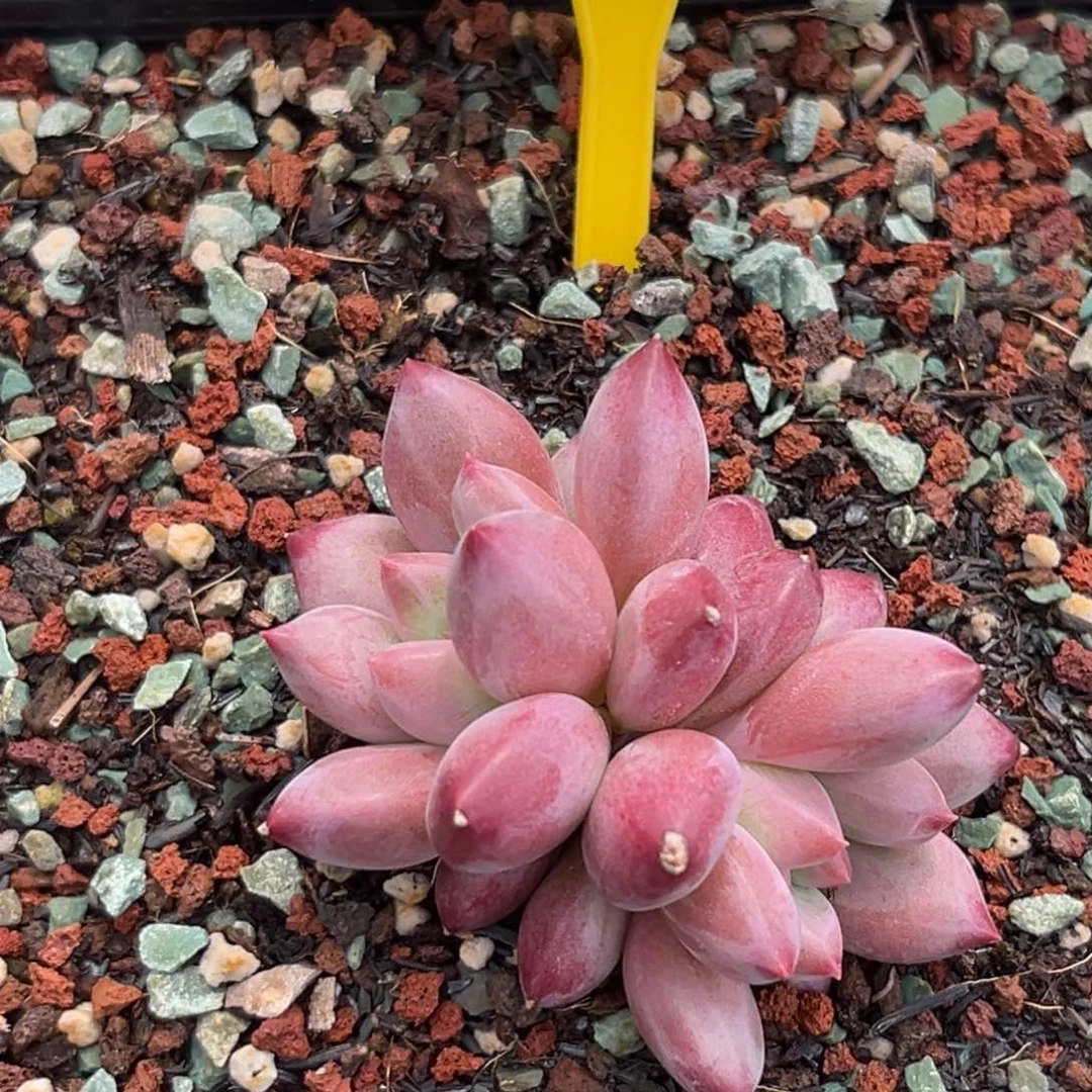 捂****虞多肉植物一物一拍588
