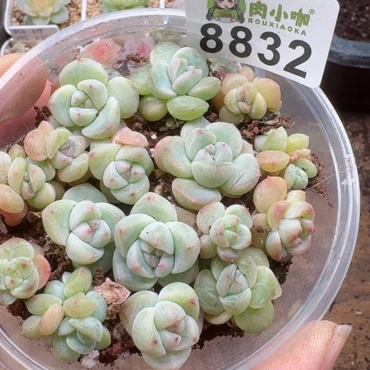 多肉植物多肉植物