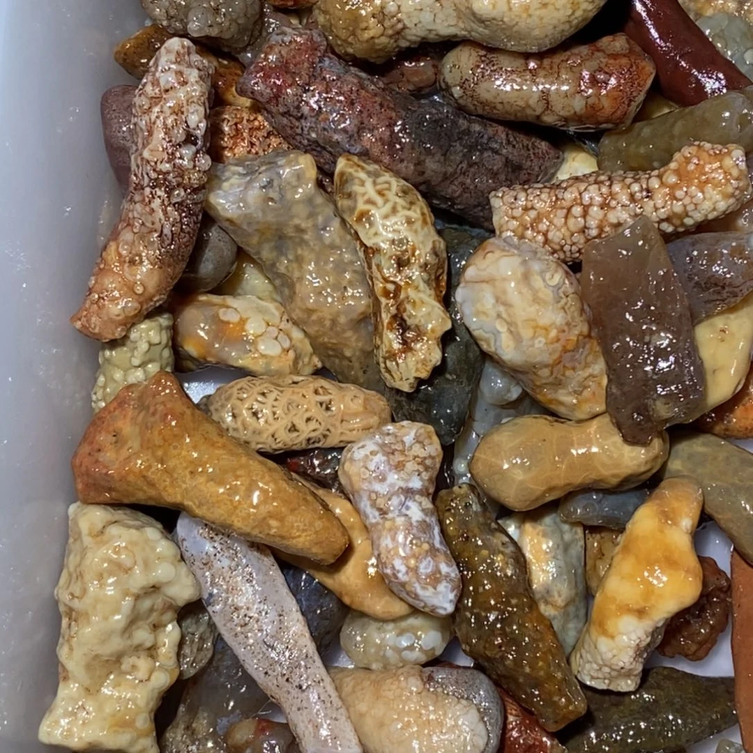 原***此阿拉善的筋脉石的花盆石