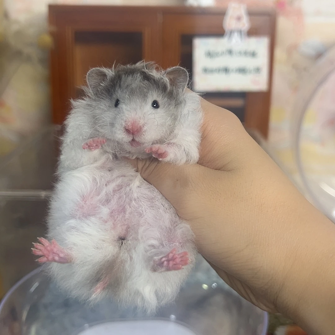 卷毛黑波利妹妹链接