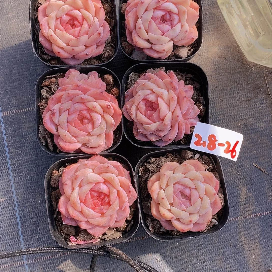 2.8-26-糖心冰糖福利一颗 量拍