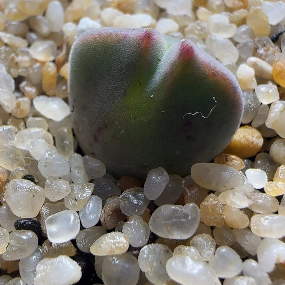 多肉空蝉大眼睛一颗51号