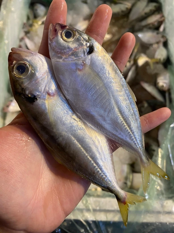 广东湛江结尾鱼5斤