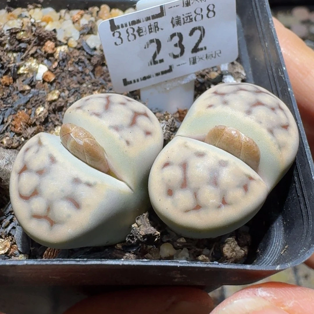 Ssss精品生石花232