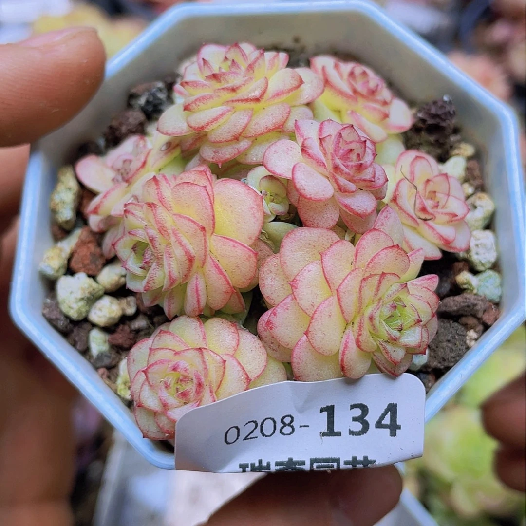 00000000000000134量拍