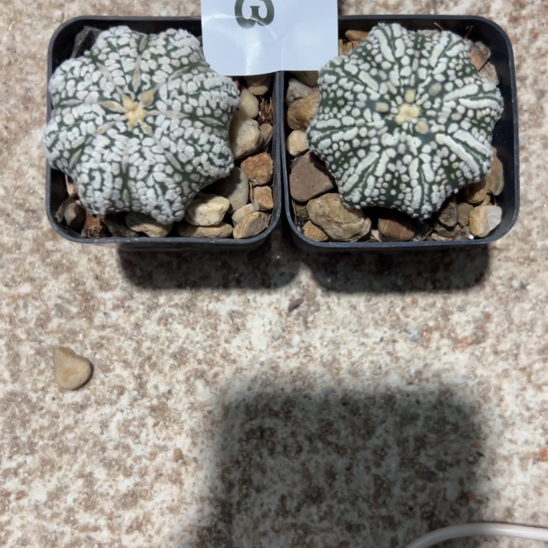 ?****D593号两颗兜仙人球