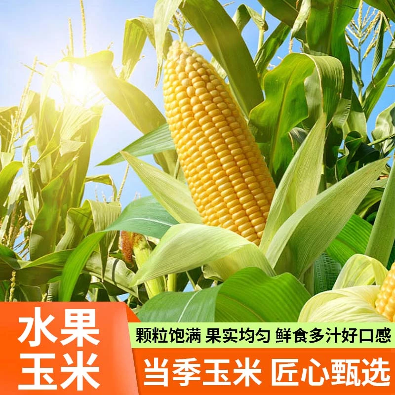 头茬水果玉米真空锁鲜香甜大棒玉米