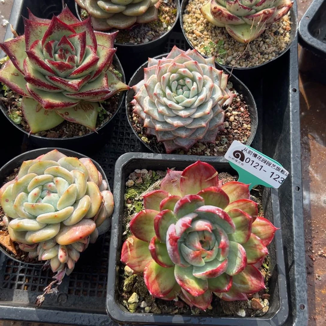 晓*?多肉编号0121-123