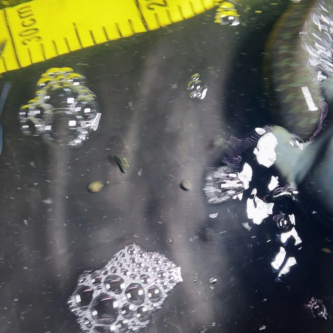 海水鱼缅甸红色吉罗