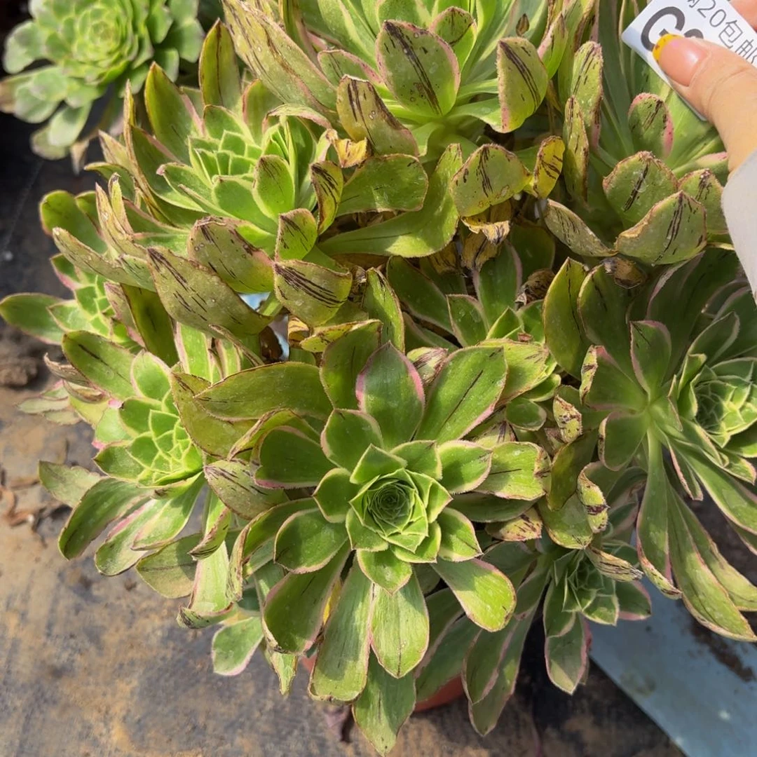 无花朵218多肉植物捧花