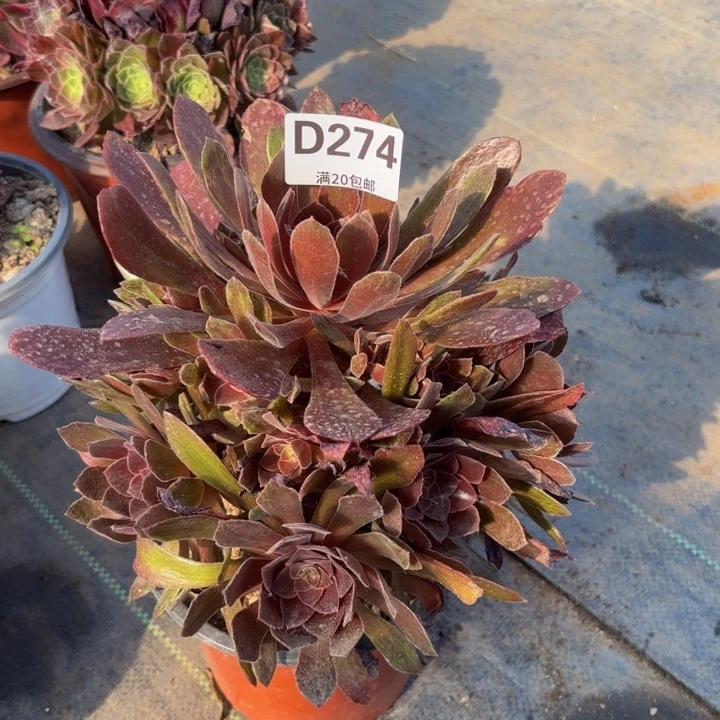 小*?瑞妈多肉植物274