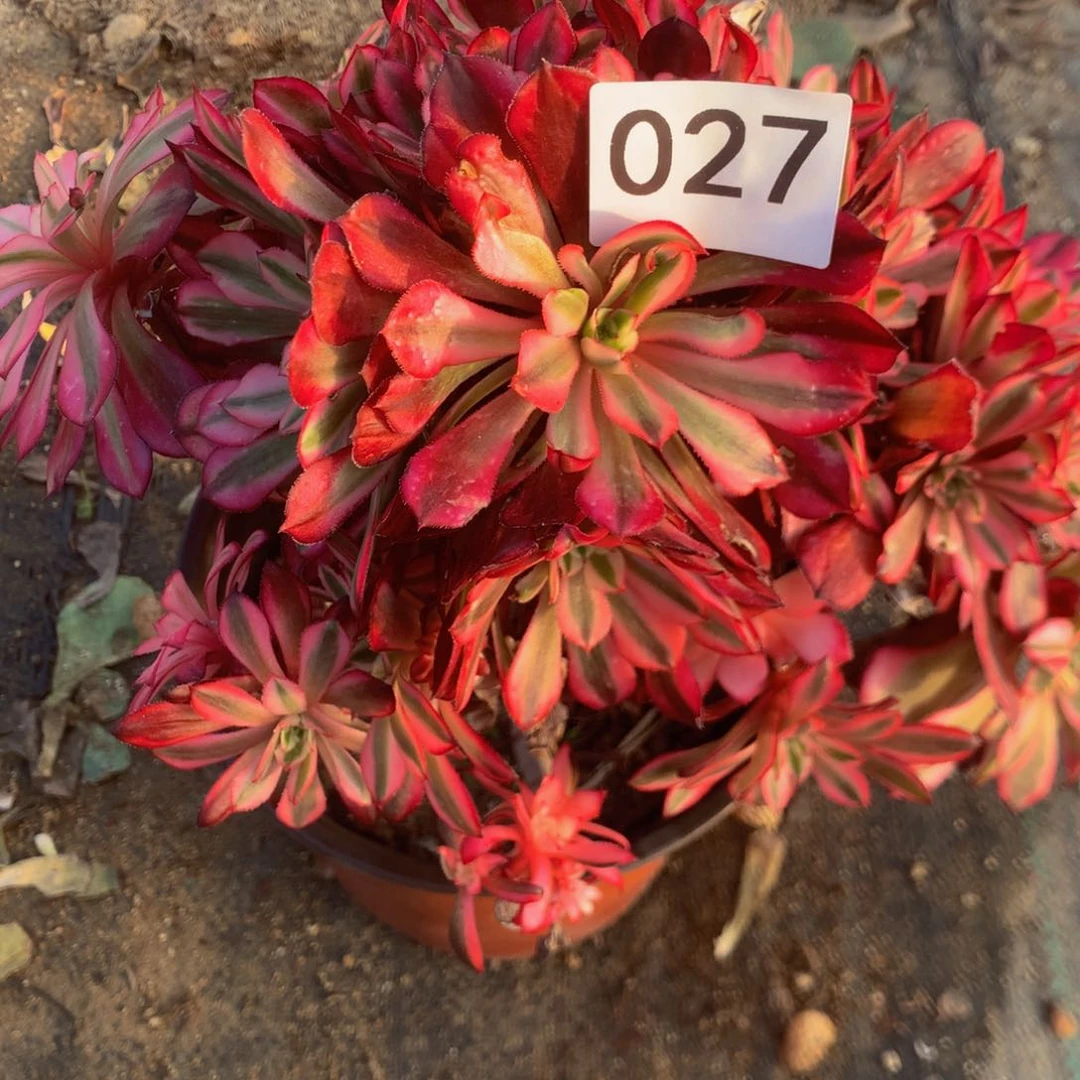 027红白多肉植物