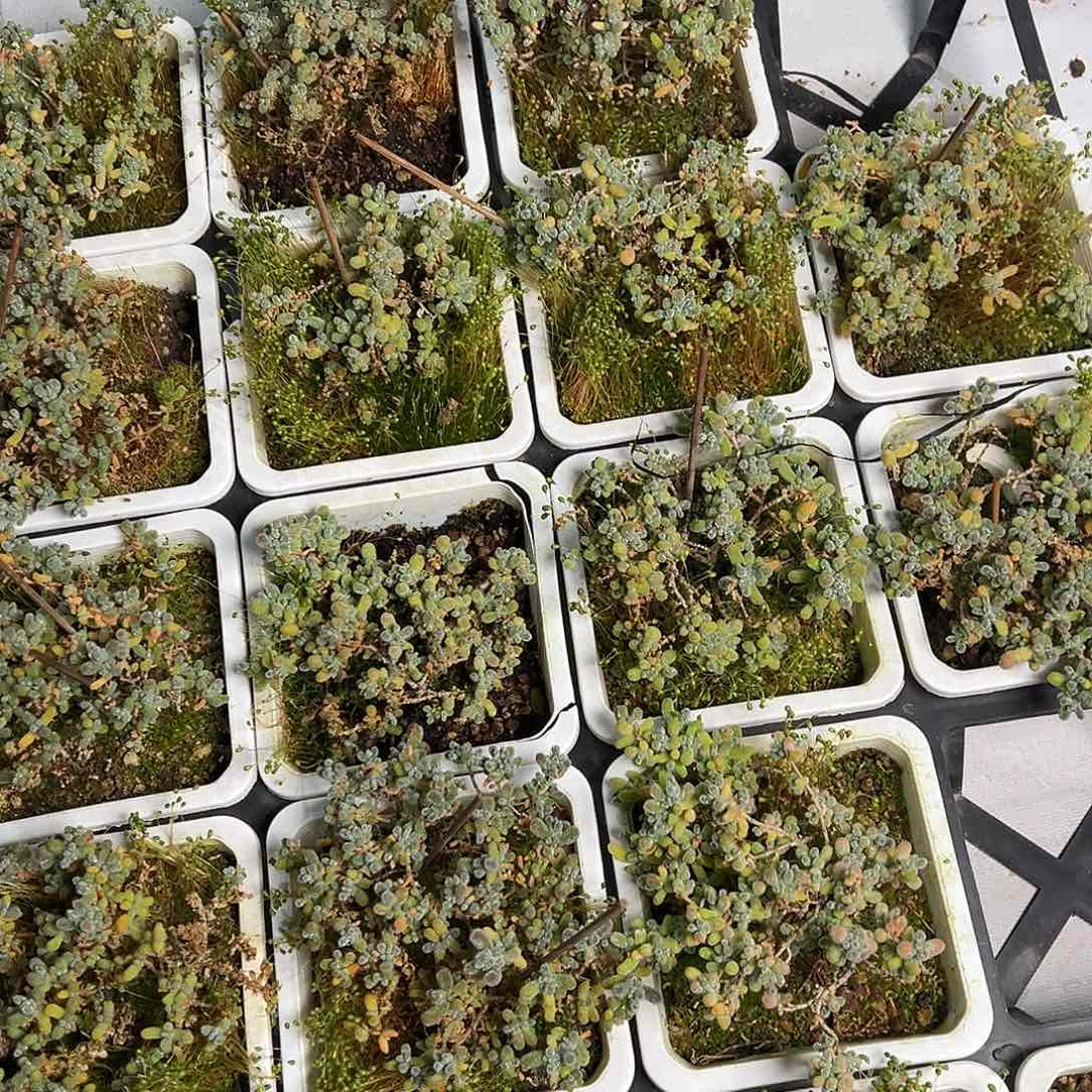 冰晶10盆老桩精品