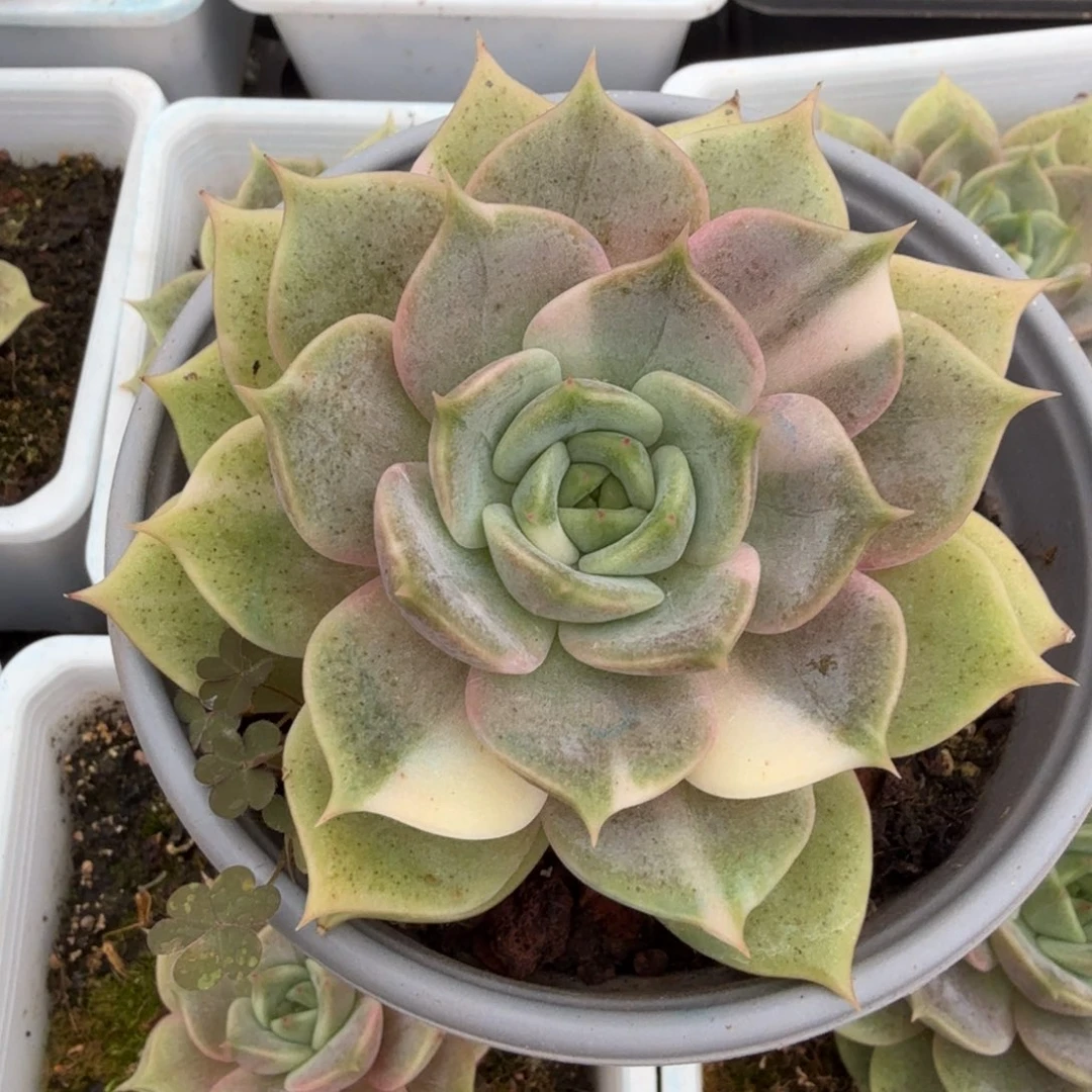 湖一刻拉丝锦一刻的锦